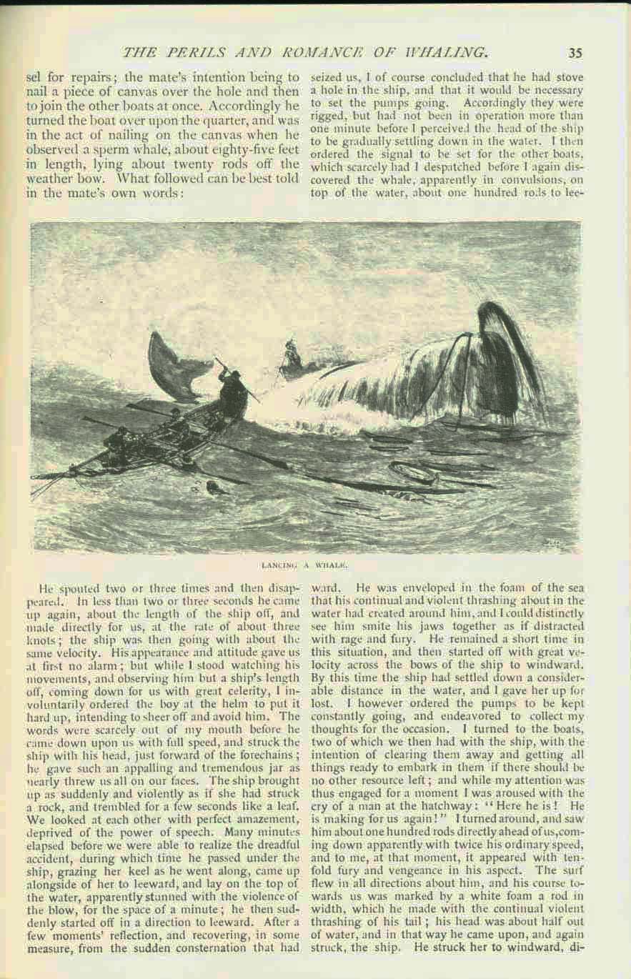 19th CENTURY WHALING TALES. VIST0089c